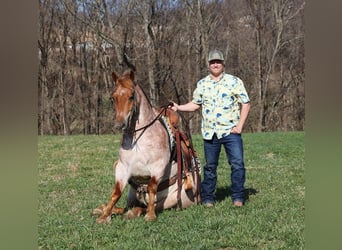 caballo de tiro, Caballo castrado, 6 años, 152 cm, Ruano alazán