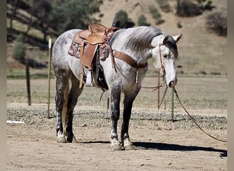 caballo de tiro, Caballo castrado, 6 años, 152 cm, Tordo rodado