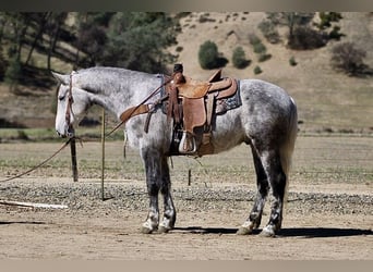 caballo de tiro, Caballo castrado, 6 años, 152 cm, Tordo rodado