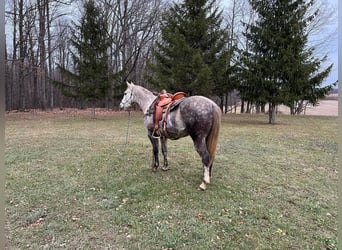 caballo de tiro, Caballo castrado, 6 años, 152 cm, Tordo rodado