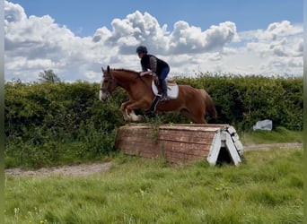 caballo de tiro, Caballo castrado, 6 años, 153 cm, Alazán-tostado