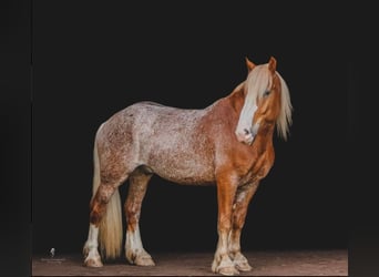 caballo de tiro, Caballo castrado, 6 años, 157 cm, Alazán rojizo
