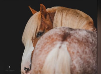 caballo de tiro, Caballo castrado, 6 años, 157 cm, Alazán rojizo