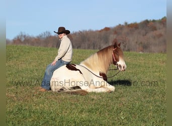 caballo de tiro, Caballo castrado, 6 años, 157 cm, Alazán-tostado