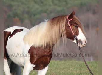 caballo de tiro, Caballo castrado, 6 años, 157 cm, Alazán-tostado