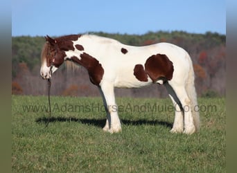 caballo de tiro, Caballo castrado, 6 años, 157 cm, Alazán-tostado