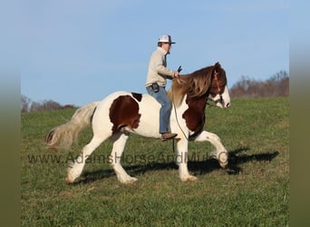 caballo de tiro, Caballo castrado, 6 años, 157 cm, Alazán-tostado