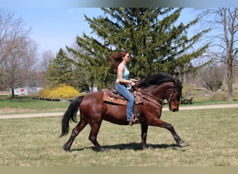 caballo de tiro, Caballo castrado, 6 años, 157 cm, Castaño rojizo