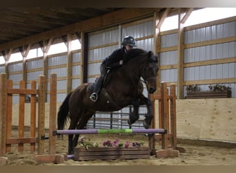 caballo de tiro, Caballo castrado, 6 años, 157 cm, Castaño rojizo