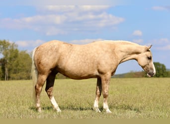 caballo de tiro Mestizo, Caballo castrado, 6 años, 157 cm, Palomino