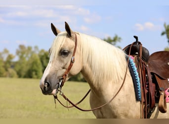 caballo de tiro Mestizo, Caballo castrado, 6 años, 157 cm, Palomino