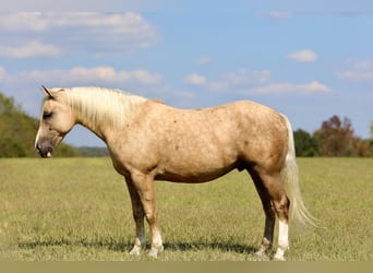 caballo de tiro Mestizo, Caballo castrado, 6 años, 157 cm, Palomino