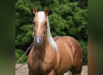 caballo de tiro, Caballo castrado, 6 años, 157 cm, Palomino