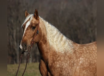 caballo de tiro, Caballo castrado, 6 años, 157 cm, Palomino