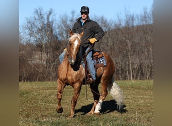 caballo de tiro, Caballo castrado, 6 años, 157 cm, Palomino