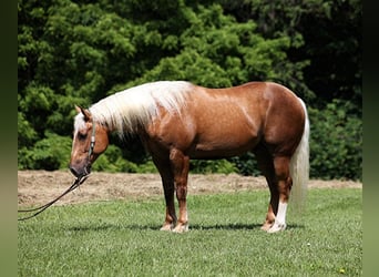 caballo de tiro, Caballo castrado, 6 años, 157 cm, Palomino