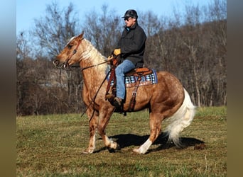 caballo de tiro, Caballo castrado, 6 años, 157 cm, Palomino