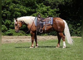 caballo de tiro, Caballo castrado, 6 años, 157 cm, Palomino