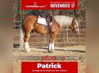 caballo de tiro Mestizo, Caballo castrado, 6 años, 157 cm, Palomino