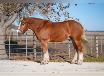 caballo de tiro Mestizo, Caballo castrado, 6 años, 157 cm, Palomino