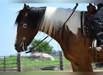 caballo de tiro, Caballo castrado, 6 años, 157 cm, Tobiano-todas las-capas