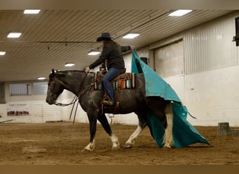 caballo de tiro Mestizo, Caballo castrado, 6 años, 157 cm, Tordo