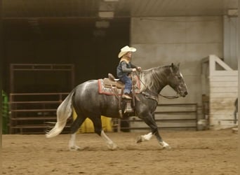 caballo de tiro Mestizo, Caballo castrado, 6 años, 157 cm, Tordo