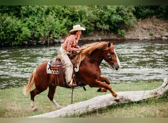 caballo de tiro Mestizo, Caballo castrado, 6 años, 160 cm, Alazán rojizo