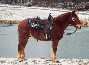 caballo de tiro, Caballo castrado, 6 años, 160 cm, Alazán rojizo