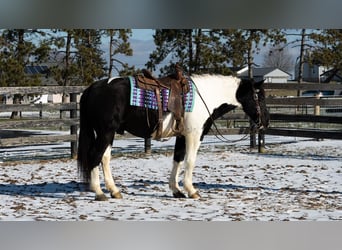 caballo de tiro Mestizo, Caballo castrado, 6 años, 160 cm