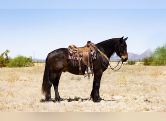 caballo de tiro Mestizo, Caballo castrado, 6 años, 160 cm, Castaño