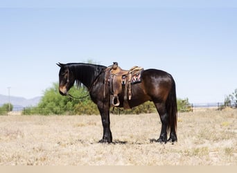 caballo de tiro Mestizo, Caballo castrado, 6 años, 160 cm, Castaño