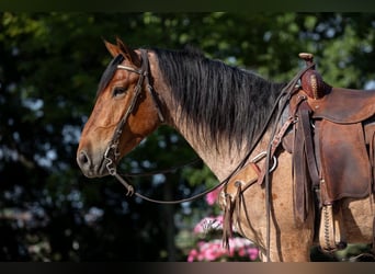 caballo de tiro Mestizo, Caballo castrado, 6 años, 160 cm, Castaño-ruano