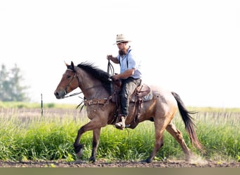 caballo de tiro Mestizo, Caballo castrado, 6 años, 160 cm, Castaño-ruano
