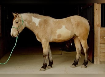 caballo de tiro, Caballo castrado, 6 años, 160 cm, Overo-todas las-capas