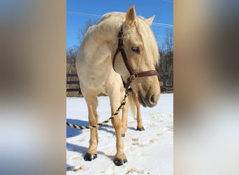 caballo de tiro, Caballo castrado, 6 años, 160 cm, Palomino