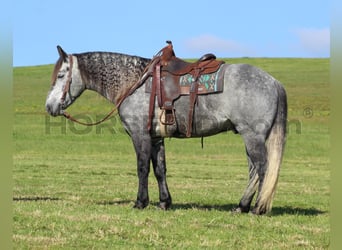 caballo de tiro Mestizo, Caballo castrado, 6 años, 160 cm, Tordo rodado