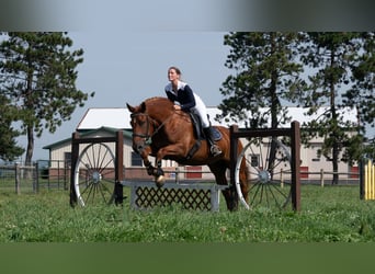 caballo de tiro Mestizo, Caballo castrado, 6 años, 163 cm, Alazán rojizo