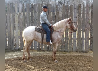 caballo de tiro, Caballo castrado, 6 años, 163 cm, Alazán rojizo