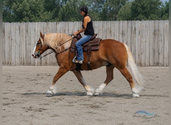 caballo de tiro Mestizo, Caballo castrado, 6 años, 163 cm, Alazán-tostado