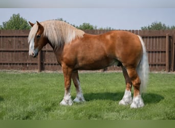 caballo de tiro Mestizo, Caballo castrado, 6 años, 163 cm, Alazán-tostado