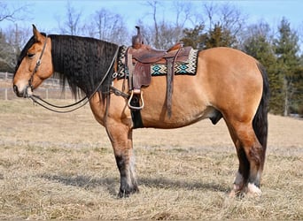 caballo de tiro Mestizo, Caballo castrado, 6 años, 163 cm, Bayo