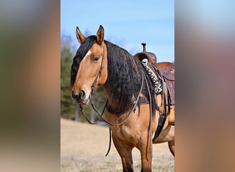 caballo de tiro Mestizo, Caballo castrado, 6 años, 163 cm, Bayo