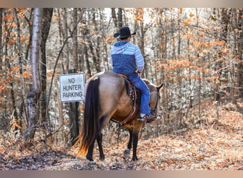 caballo de tiro, Caballo castrado, 6 años, 163 cm, Buckskin/Bayo