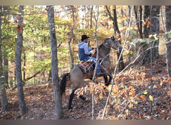 caballo de tiro, Caballo castrado, 6 años, 163 cm, Buckskin/Bayo