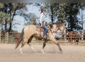 caballo de tiro, Caballo castrado, 6 años, 163 cm, Buckskin/Bayo