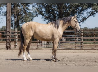 caballo de tiro, Caballo castrado, 6 años, 163 cm, Buckskin/Bayo