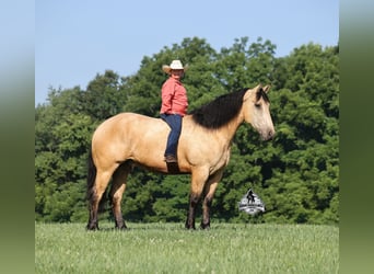 caballo de tiro, Caballo castrado, 6 años, 163 cm
