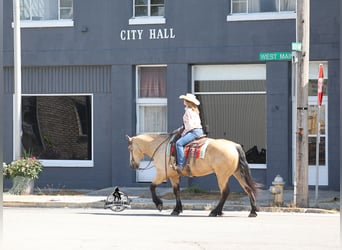 caballo de tiro, Caballo castrado, 6 años, 163 cm