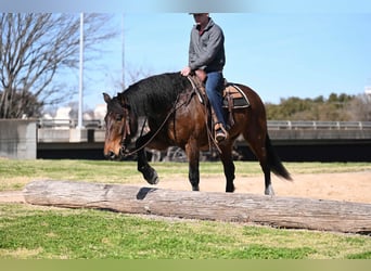 caballo de tiro Mestizo, Caballo castrado, 6 años, 163 cm, Castaño rojizo